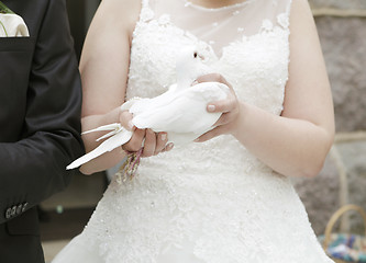 Image showing Bride with dove in hand