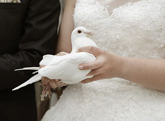 Image showing Bride with white dove
