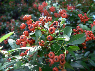 Image showing Red Berries