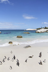 Image showing Penguins, Cape Town 