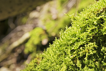 Image showing Moss Breitenstein Bavaria Alps