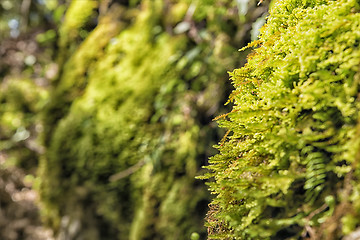 Image showing Moss Breitenstein Bavaria Alps