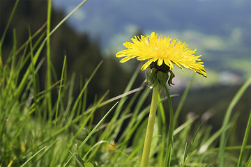 Image showing Dandelion Breitenstein Bavaria Alps