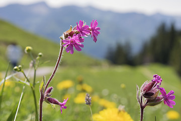 Image showing Wild flower Breitenstein Bavaria Alps