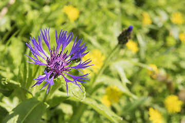 Image showing Bachelor button Breitenstein Alps