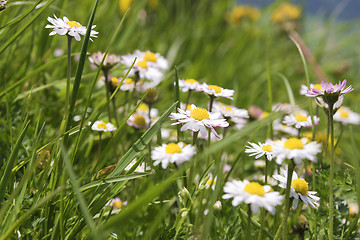 Image showing Daisy Breitenstein Bavaria Alps