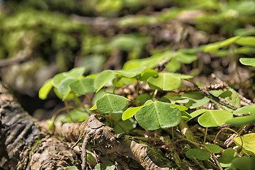 Image showing Clover Breitenstein Bavaria Alps