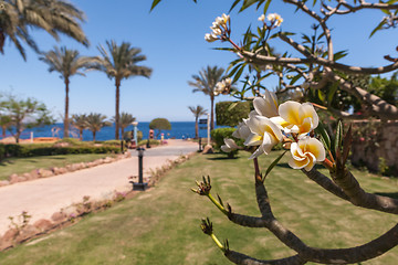 Image showing white frangipani flowers with leaves