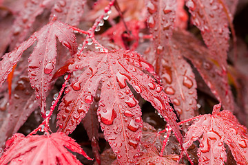 Image showing water drops on red mapple leaf 