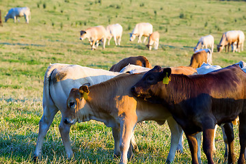 Image showing Herd of cows at summer green field