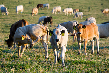 Image showing Herd of cows at summer green field