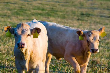 Image showing Herd of cows at summer green field