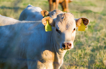 Image showing Herd of cows at summer green field