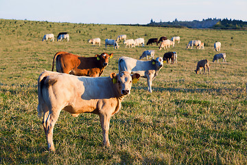 Image showing Herd of cows at summer green field