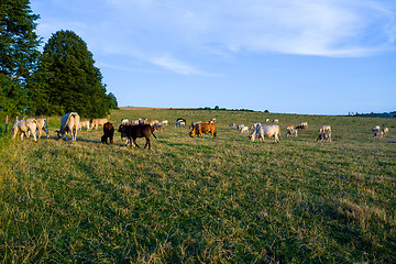 Image showing Herd of cows at summer green field