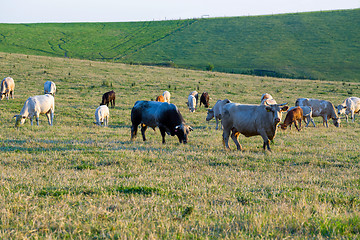 Image showing Herd of cows at summer green field