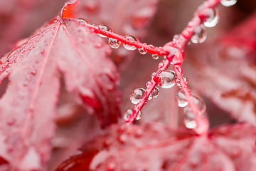 Image showing water drops on red mapple leaf 