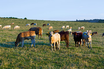 Image showing Herd of cows at summer green field