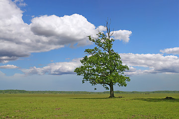 Image showing Tree on green field
