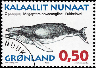 Image showing Humpback Whale