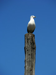 Image showing Seagull - Distant