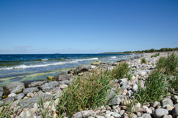 Image showing Stony bay with green reeds