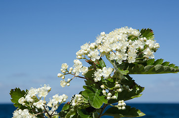 Image showing White flowers by the coast