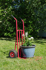 Image showing Cart with a big flowerpot