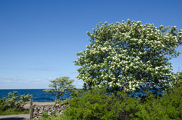 Image showing Blossom tree at blue water