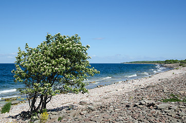 Image showing Blossom tree at a bay with blue water