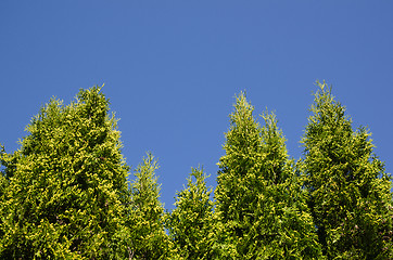 Image showing Thuja hedge at blue sky