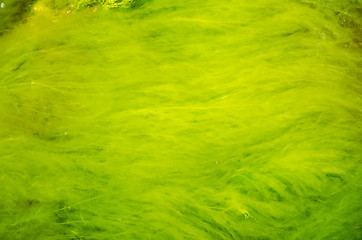 Image showing Smooth green seaweed