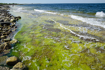 Image showing Colors at the flat rock coast