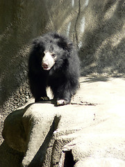 Image showing Sloth Bear 1