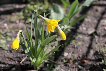 Image showing narcissus flowers