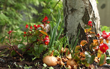 Image showing small garden