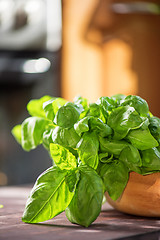 Image showing Fresh organic basil