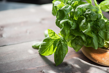 Image showing Fresh organic basil