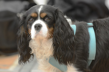 Image showing Cavalier King Charles Spaniel in harness