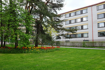 Image showing bed of tulips, lawn and pine trees in a residential area