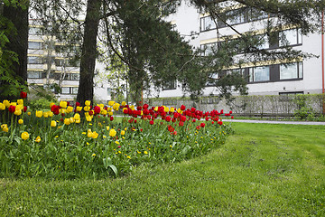 Image showing bed of tulips, lawn and pine trees in a residential area