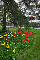 Image showing bed of tulips, lawn and pine trees in a residential area