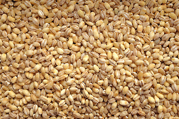 Image showing Pearl barley background
