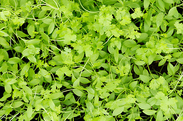 Image showing Parsley Background