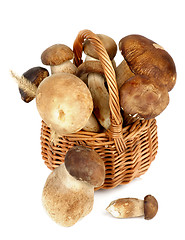 Image showing Boletus Mushrooms