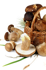 Image showing Boletus Mushrooms