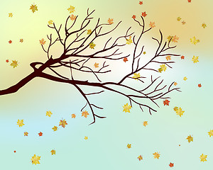 Image showing Autumn maple leaves 