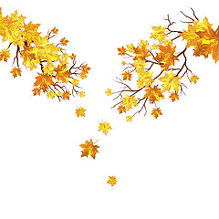 Image showing Autumn maple leaves background