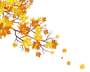 Image showing Autumn maple leaves background