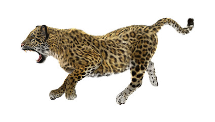 Image showing Jaguar